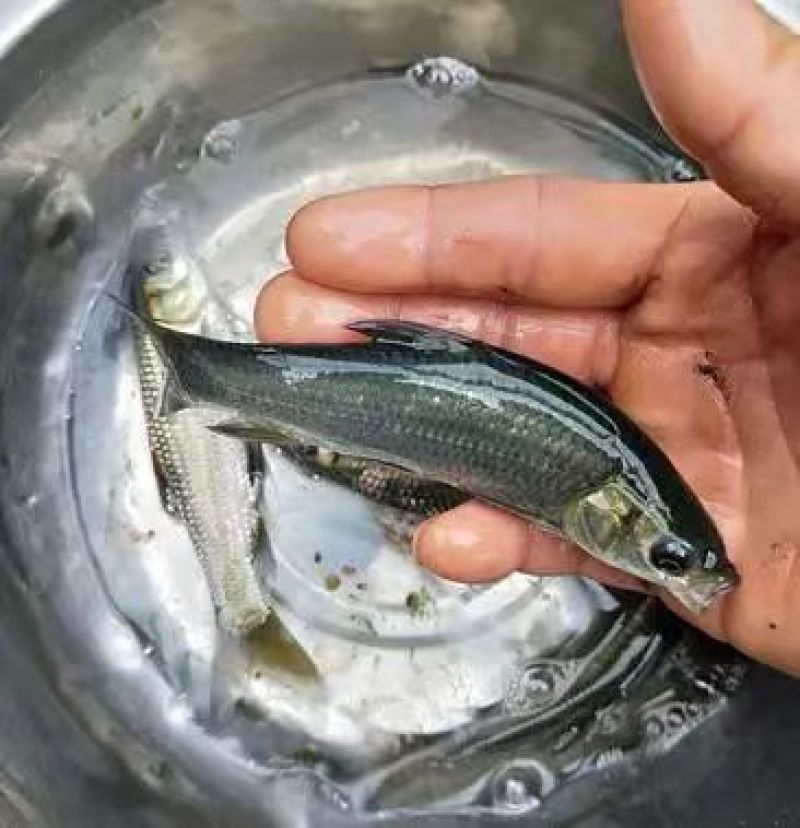精品青鱼苗渔场直发送货上门包技术指导可上门可视频