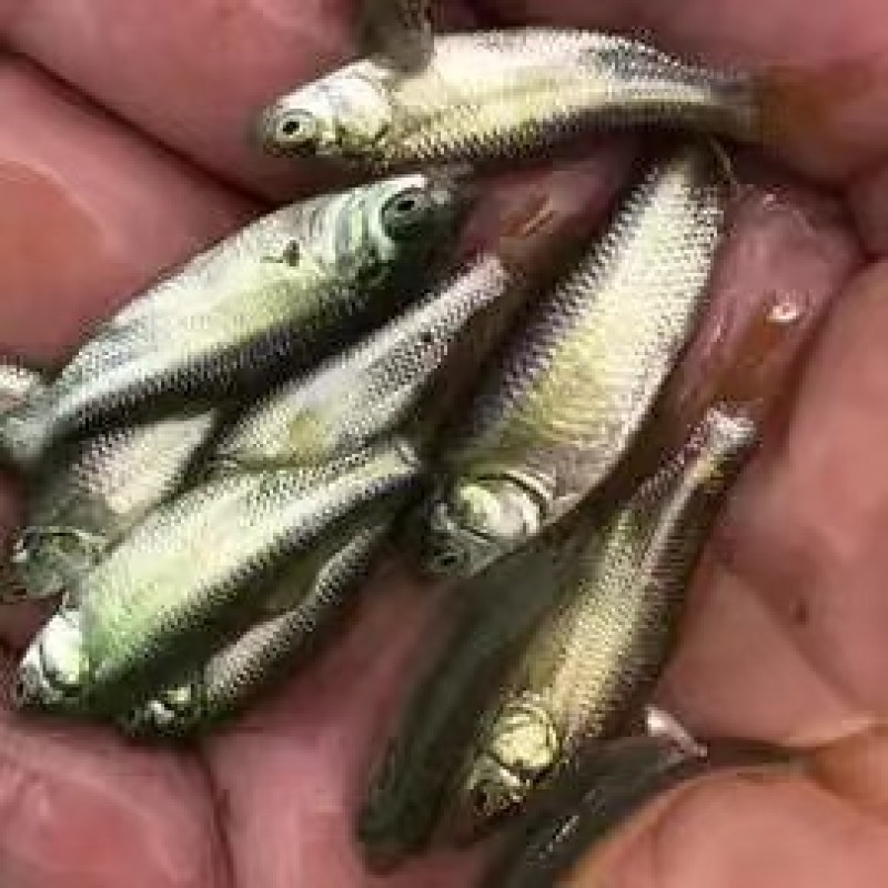 精品青鱼苗渔场直发送货上门包技术指导可上门可视频
