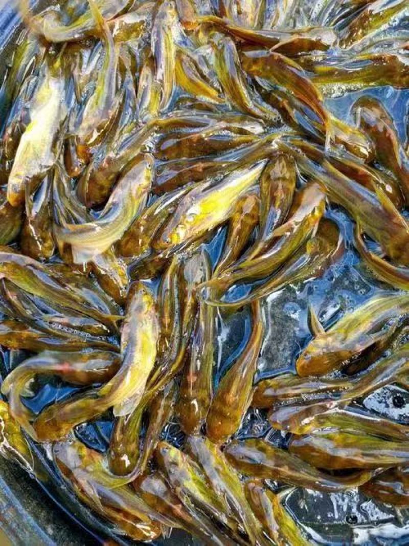 精品黄颡鱼苗渔场直发包技术指导包成活率