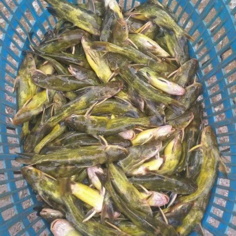 精品黄颡鱼苗渔场直发包技术指导包成活率