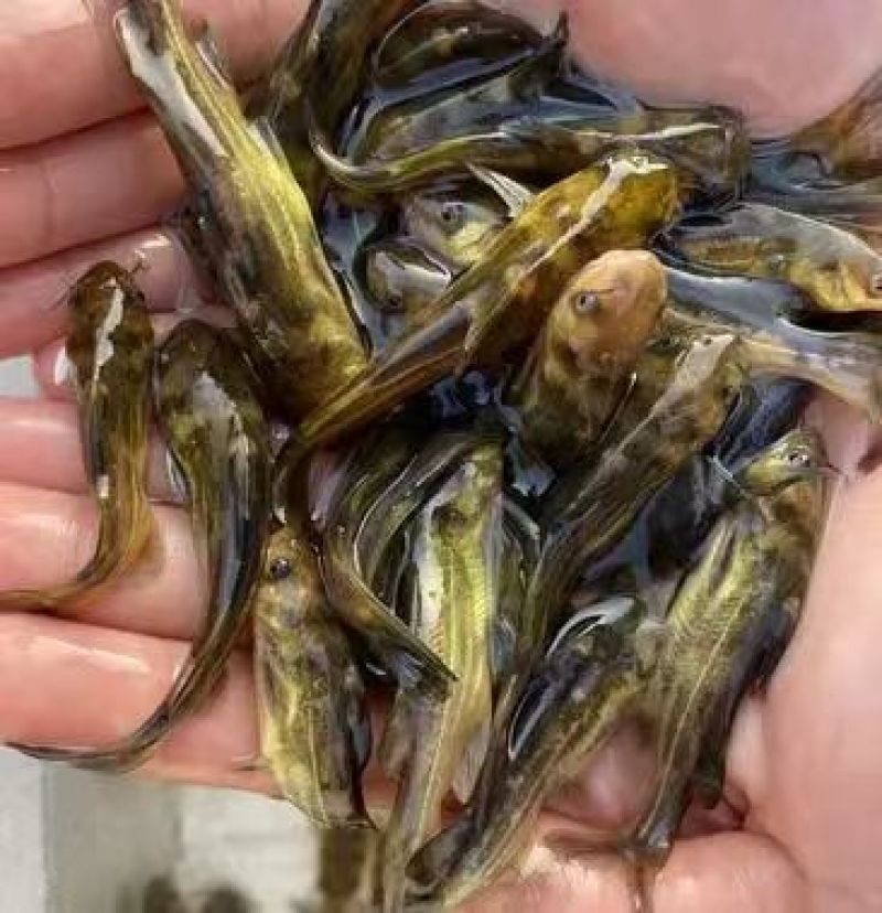 精品黄颡鱼苗渔场直发包技术指导包成活率