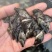 精品鳜鱼苗桂花鱼苗渔场直发送货上门包技术