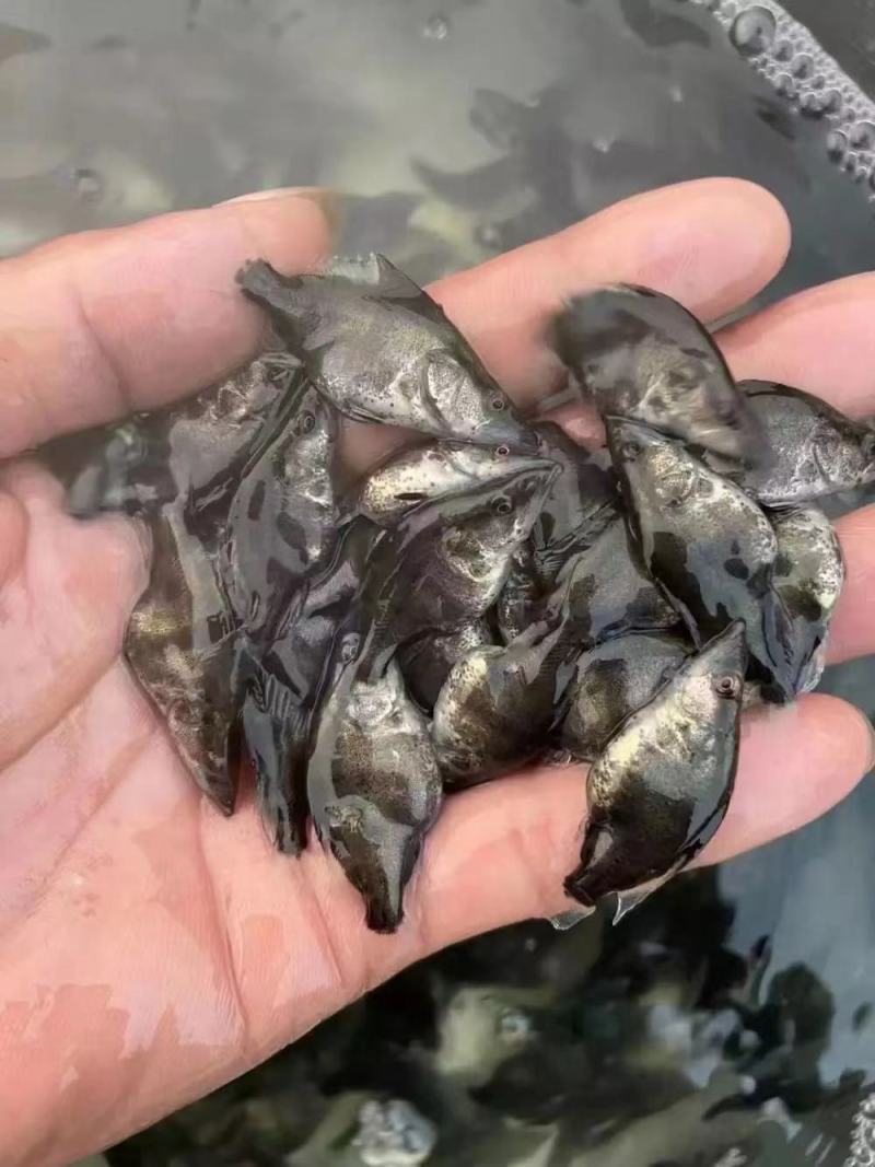 精品鳜鱼苗桂花鱼苗渔场直发送货上门包技术