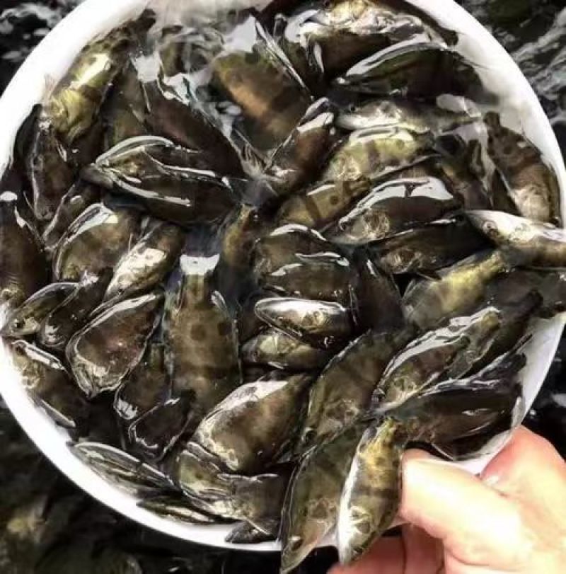 精品鳜鱼苗桂花鱼苗渔场直发送货上门包技术