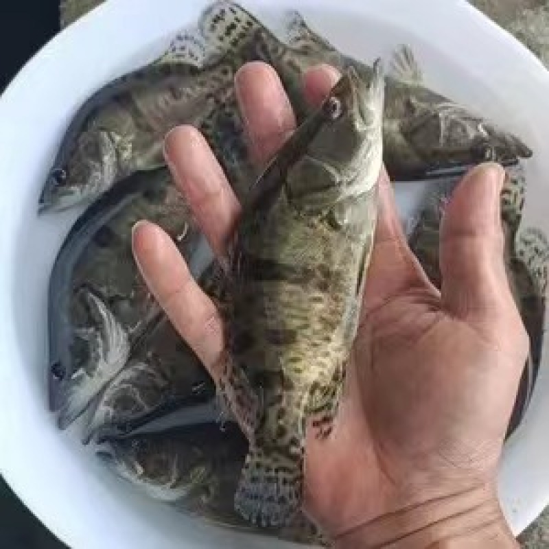 精品鳜鱼苗桂花鱼苗渔场直发送货上门包技术