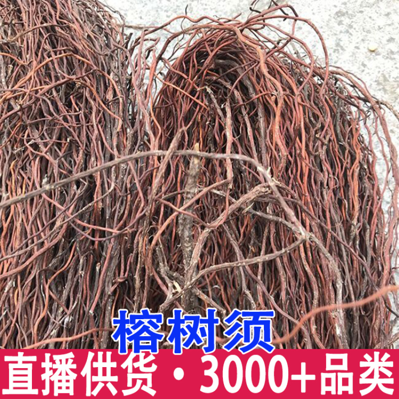 榕树须雨林缸龙须根杜鹃造景沉木植物装饰榕树根须藤条