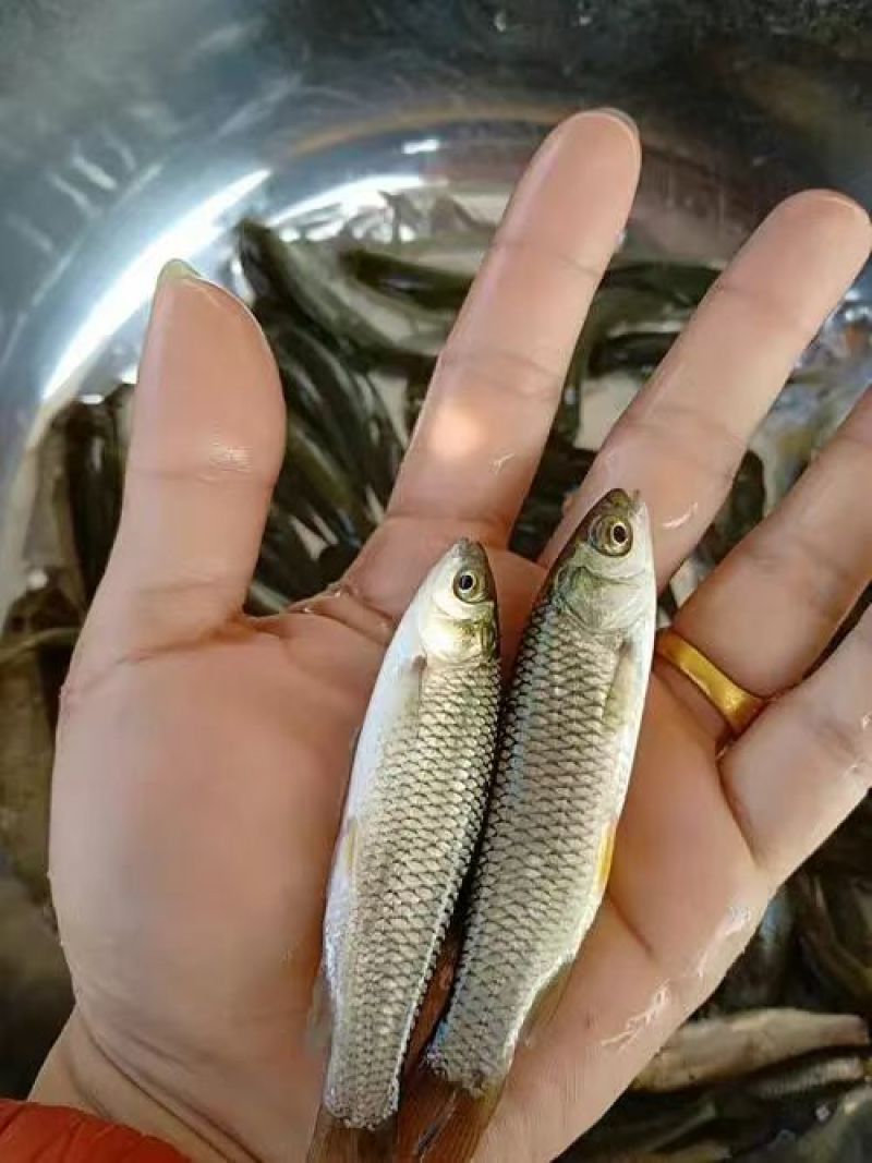 精品草鱼苗渔场直发送货上门可视频看货包技术指导