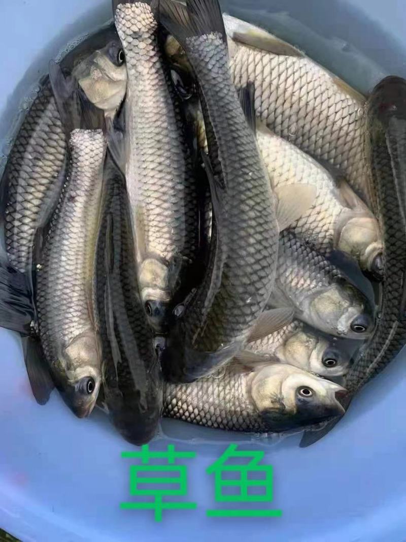 精品草鱼苗渔场直发送货上门可视频看货包技术指导