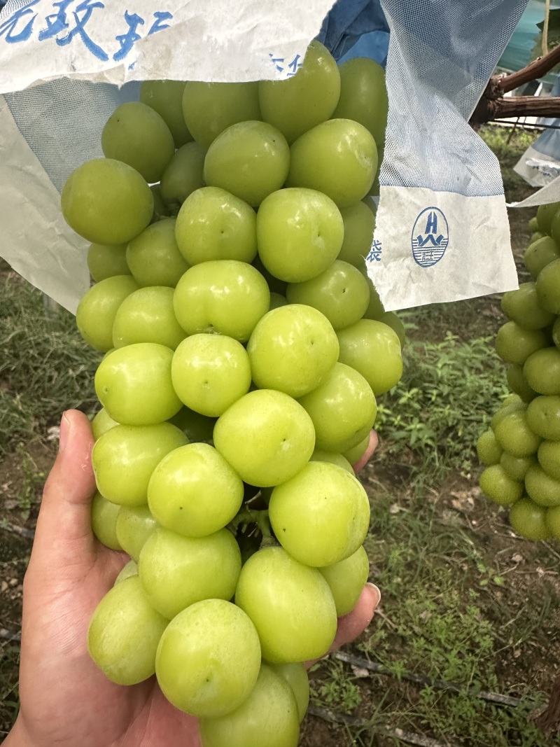 【优选】河南商丘葡萄阳光玫瑰产地直发-价格优惠-诚信经营