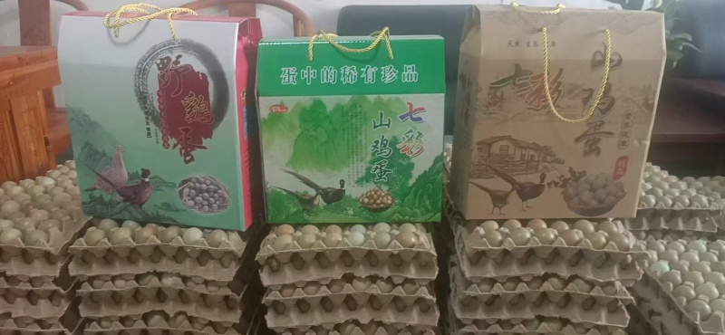 七彩山鸡蛋初生蛋基地供应量大质优价格优惠欢迎咨询采购