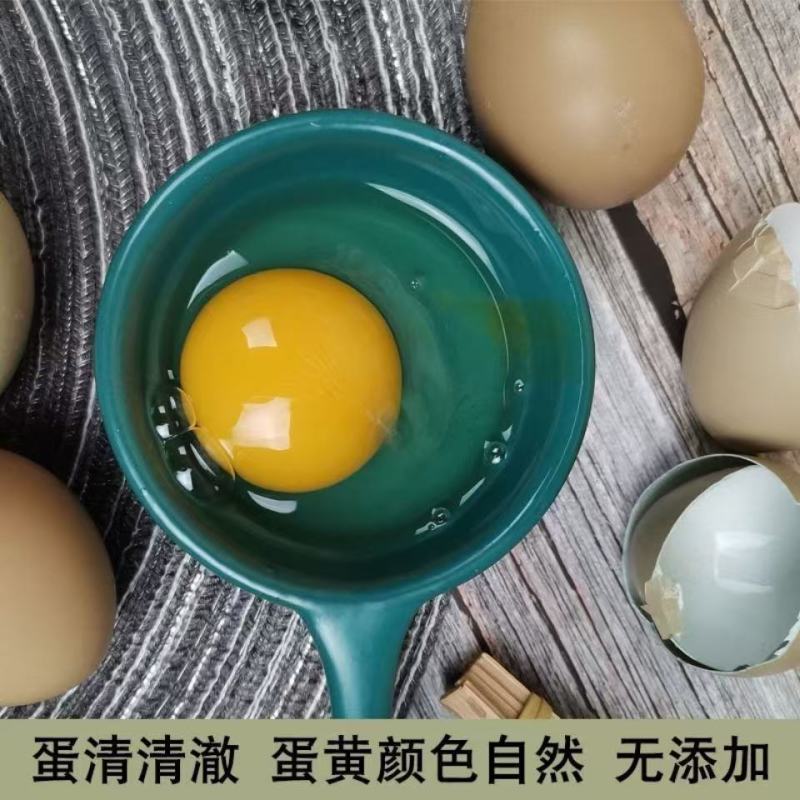 七彩山鸡蛋初生蛋基地供应量大质优价格优惠欢迎咨询采购