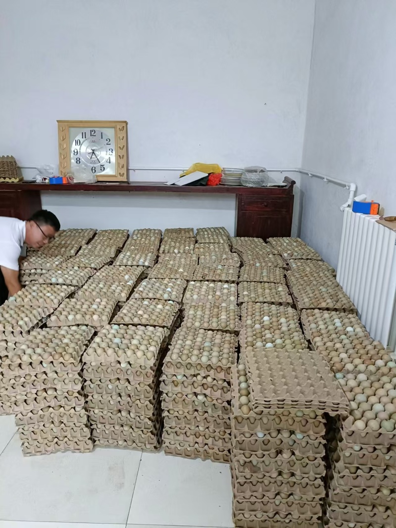 七彩山鸡蛋初生蛋基地供应量大质优价格优惠欢迎咨询采购