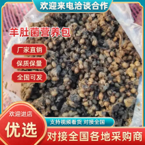 【复购高】大量供应，羊肚菌营养包，接受提前预定价格优惠