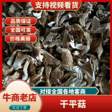 干平菇鲍鱼菇自然风干，营养健康。河北产地直供精品平菇