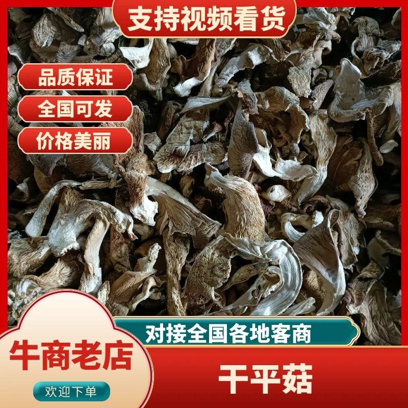 干平菇鲍鱼菇自然风干，营养健康。河北产地直供精品平菇