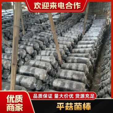 【好货】河北平菇菌棒产地发货量大优惠质量保证欢迎光临选购