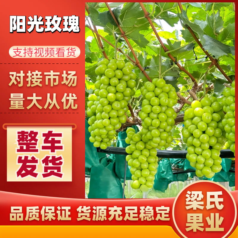 阳光玫瑰，晴王葡萄产地直发，颗粒饱满，果型好电联优惠