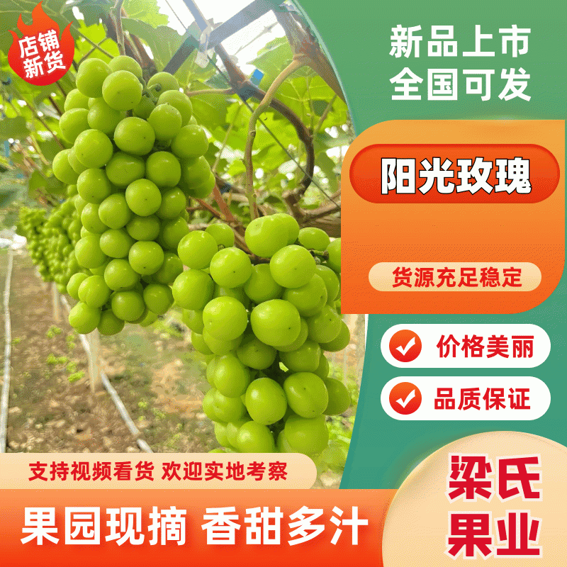 【精品】河北青提维多利亚葡萄甜度高基地直发品质有保证