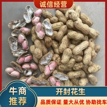 精选白沙系列花生鲜花生鲁花一手货源产地发货保质保量