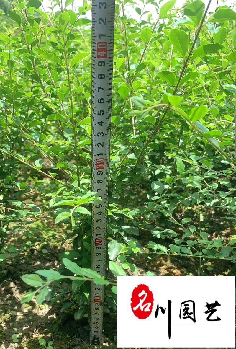 小叶女贞笼子大杯小杯苗批发四川小叶女贞苗圃基地量大