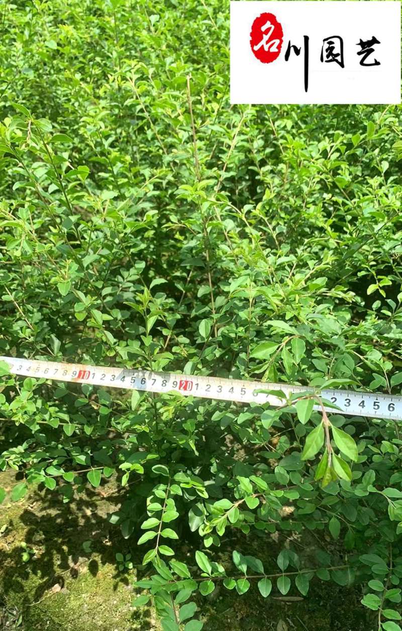 小叶女贞笼子大杯小杯苗批发四川小叶女贞苗圃基地量大