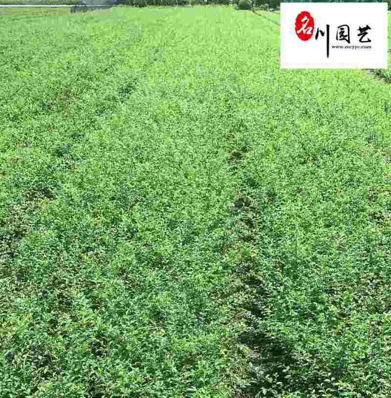 小叶女贞笼子大杯小杯苗批发四川小叶女贞苗圃基地量大