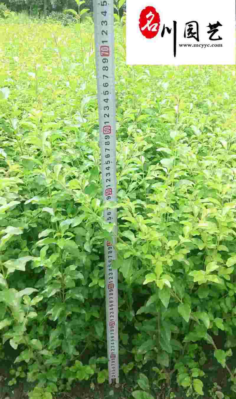 小叶女贞笼子大杯小杯苗批发四川小叶女贞苗圃基地量大
