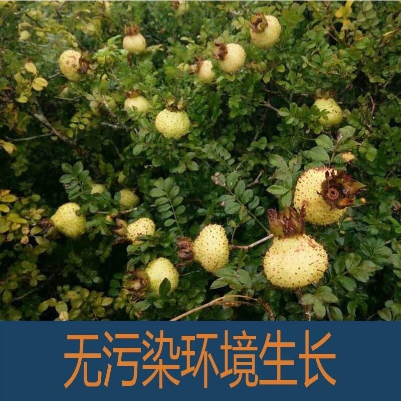 刺梨干刺梨散装刺梨茶干果自然晾晒刺梨刺梨干源头