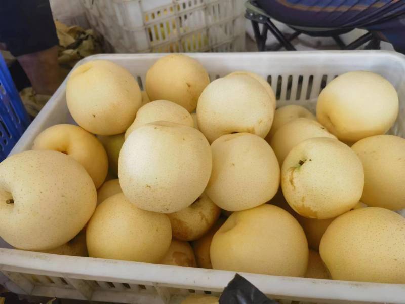 苍溪黄金梨四川新鲜水果产地直发一手货源欢迎选购