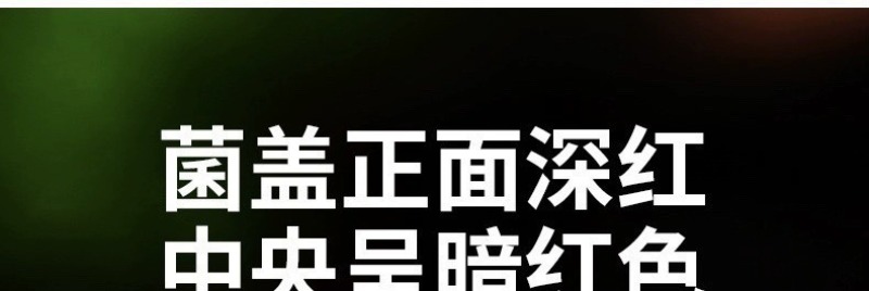 【红菇】云南特产正红菇大红菇香甜红菇月子菇红蘑菇干货批发
