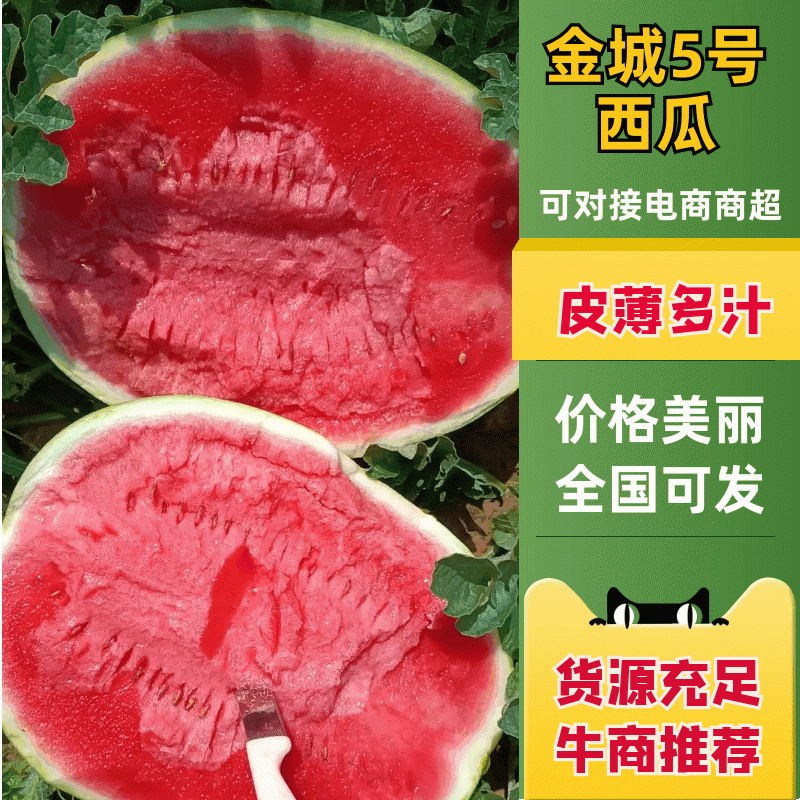 诚信发全国/金城五号西瓜/各种西瓜耐运输个头大视频看货