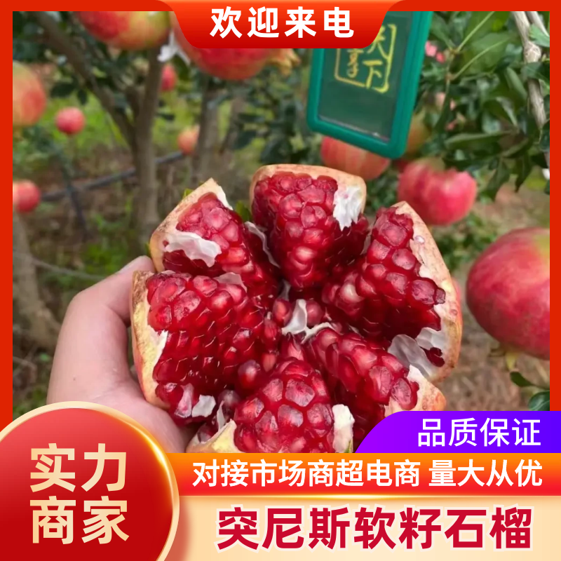 突尼斯软籽石榴，超市市场，社团，电商，落地配完整供应链。