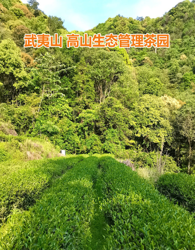 武夷红茶桂圆香正山小种原产地高山生态茶园茶农一手货源