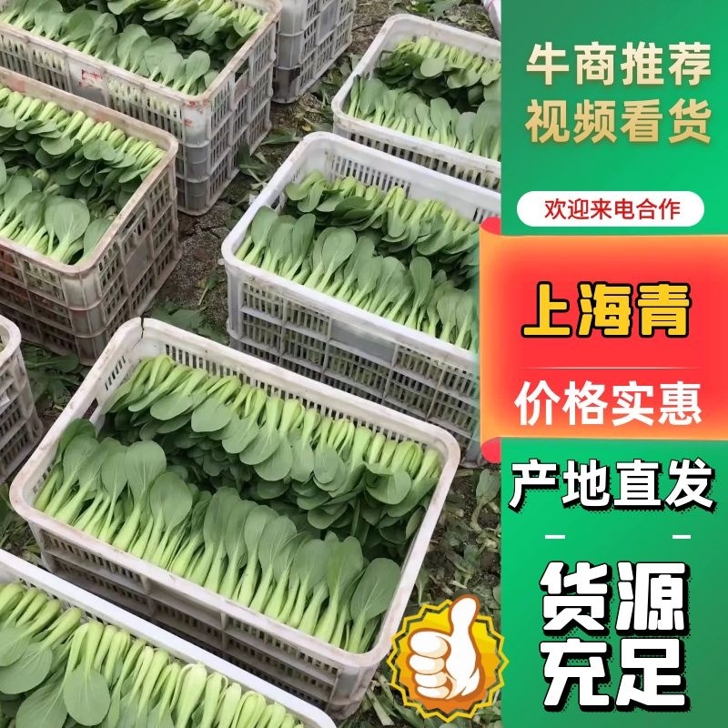 [推荐山东，河南，精品油菜产地直发，上海青量大从优，全国代发