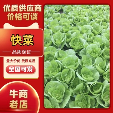 杭白菜，小白菜我们做精品，量大从优《全国代发》