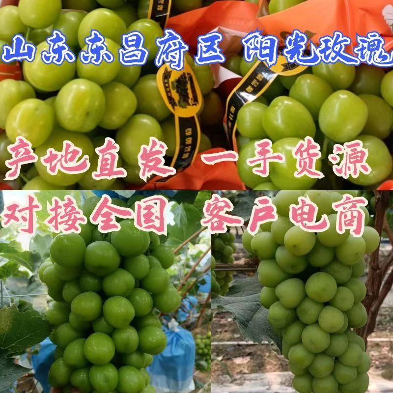 山东葡萄阳光玫瑰大量上市货源充足实力代发全国商超