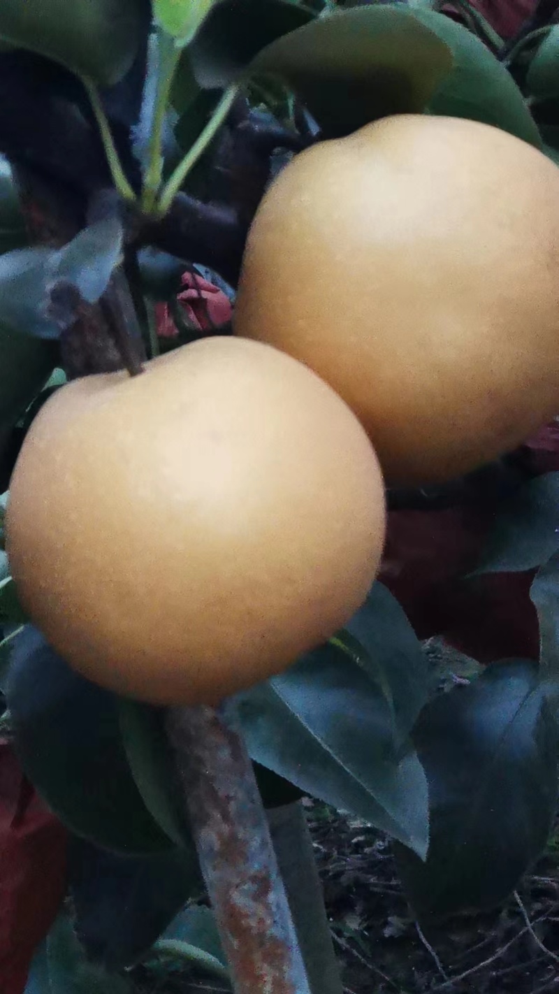 梨/丰水黄金梨/优质梨诚信经营欢迎各地老板联系洽谈