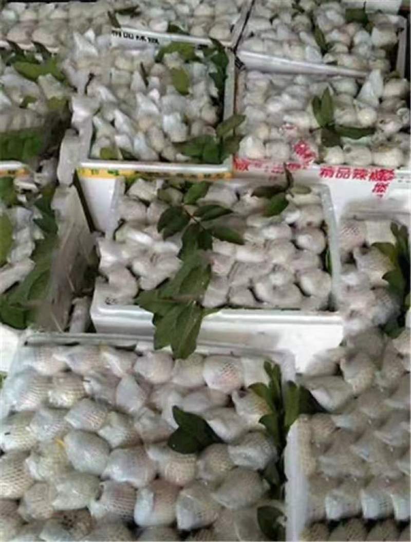 奶油芭乐白心番石榴软糯香甜，大量供应工厂市场电商