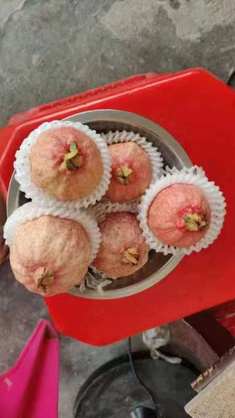 奶油芭乐白心番石榴软糯香甜，大量供应工厂市场电商