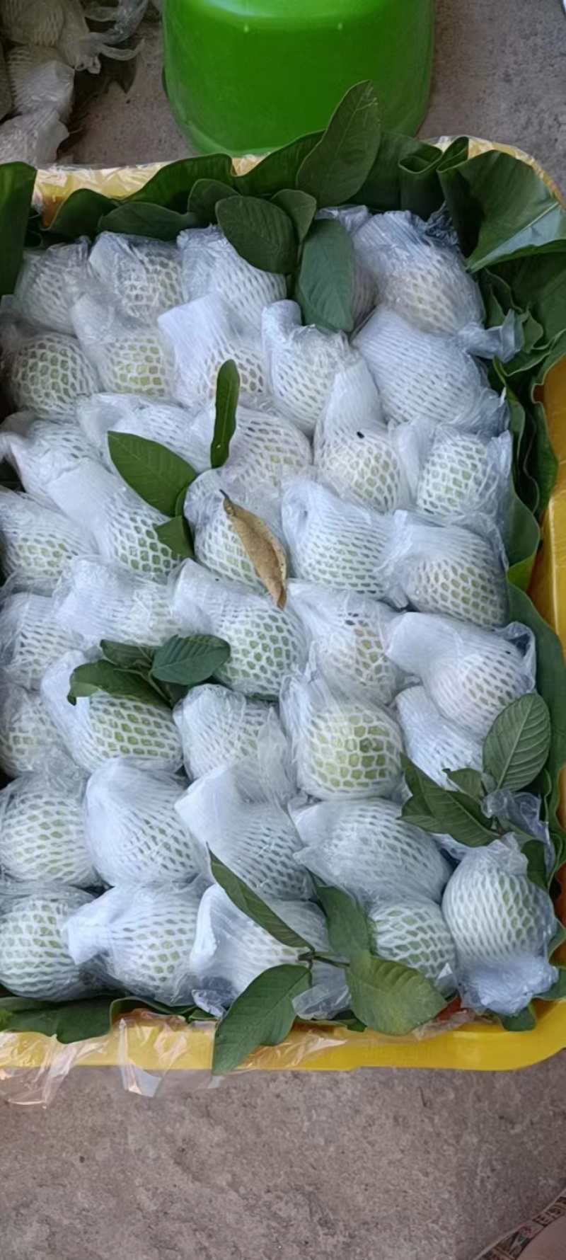 奶油芭乐白心番石榴软糯香甜，大量供应工厂市场电商