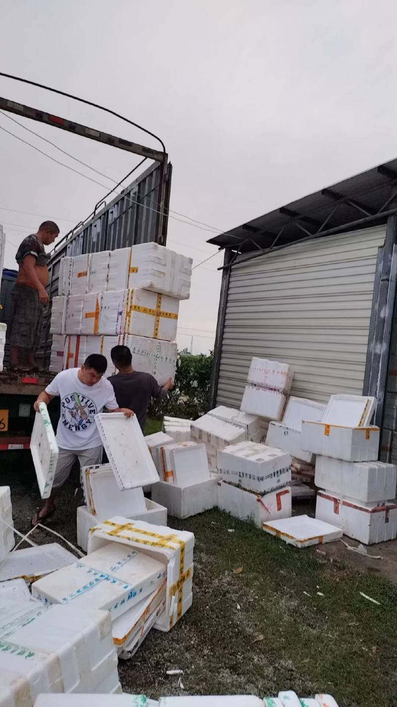 奶油芭乐白心番石榴软糯香甜，大量供应工厂市场电商