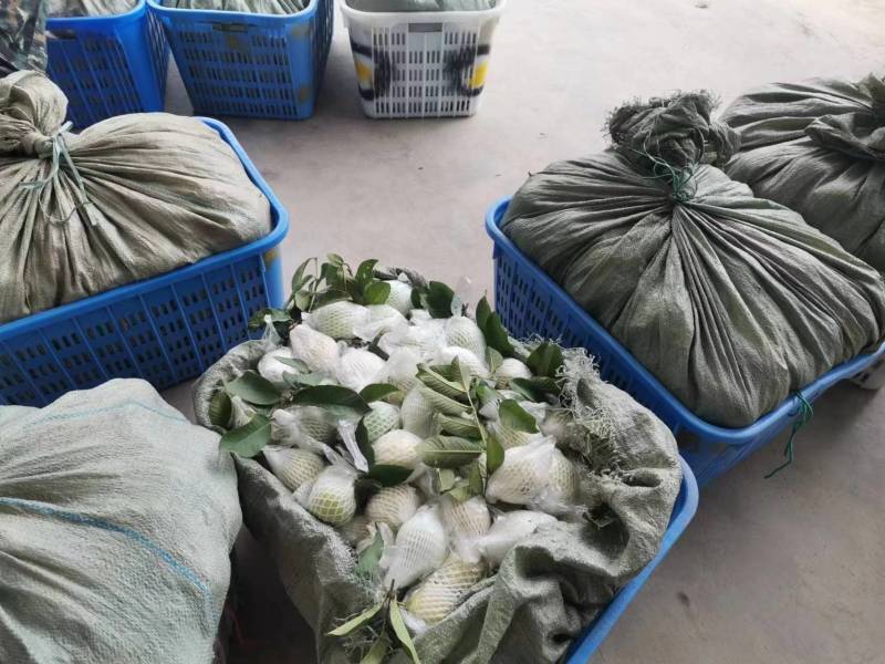 奶油芭乐白心番石榴软糯香甜，大量供应工厂市场电商
