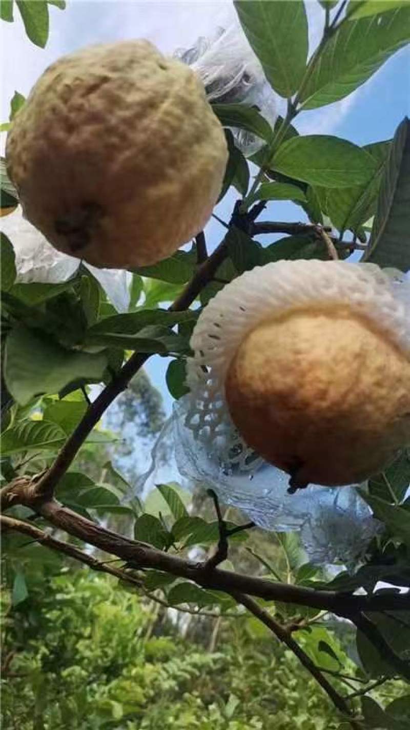 奶油芭乐白心番石榴软糯香甜，大量供应工厂市场电商