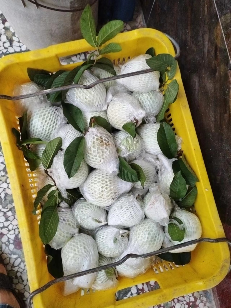 奶油芭乐白心番石榴软糯香甜，大量供应工厂市场电商