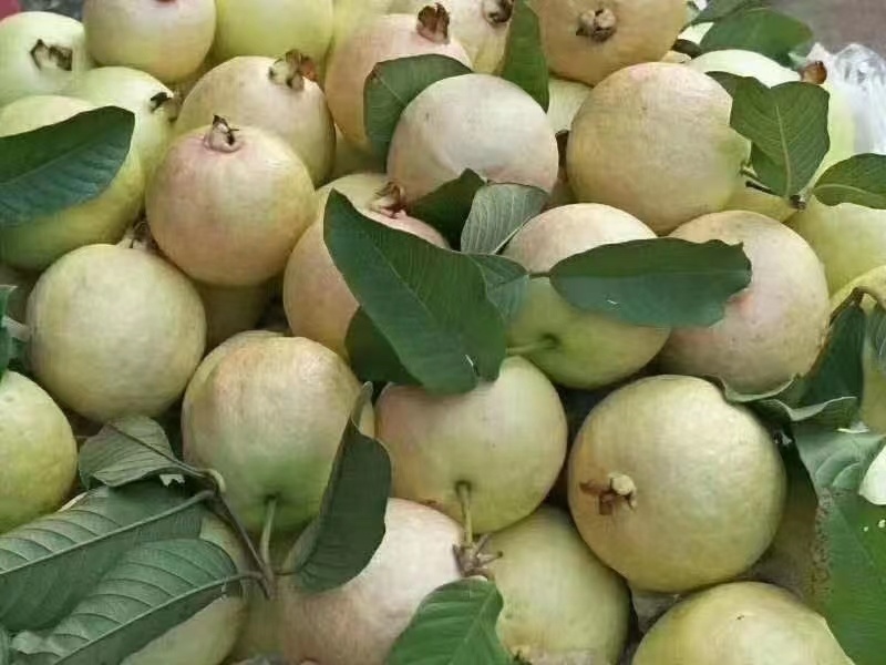 奶油芭乐白心番石榴软糯香甜，大量供应工厂市场电商
