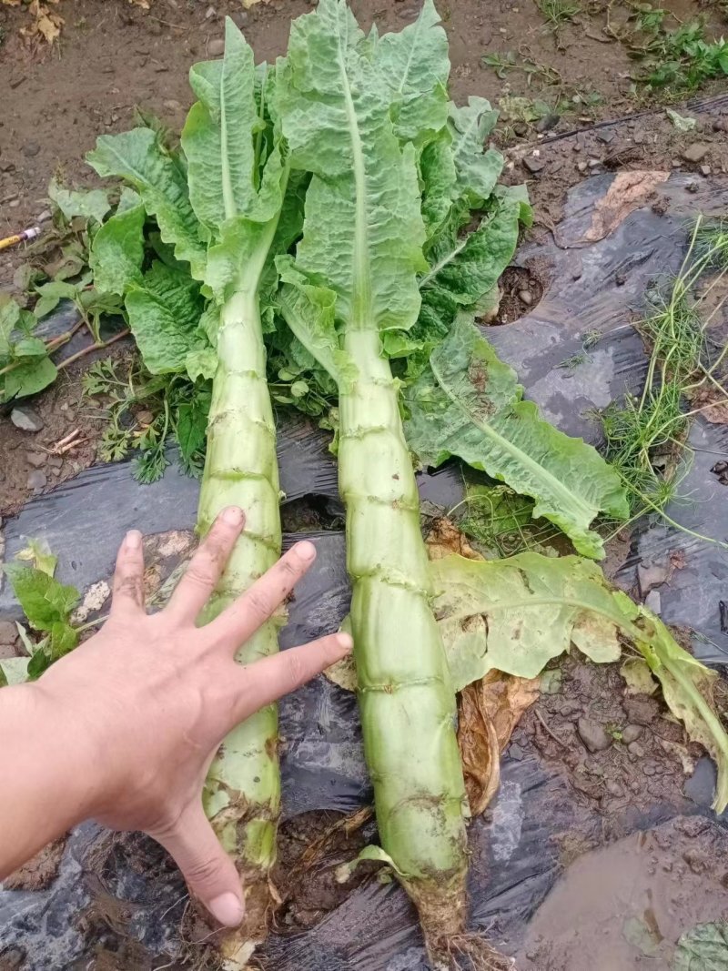 四川甘孜三青皮莴笋大量上市清脆可口欢迎咨询