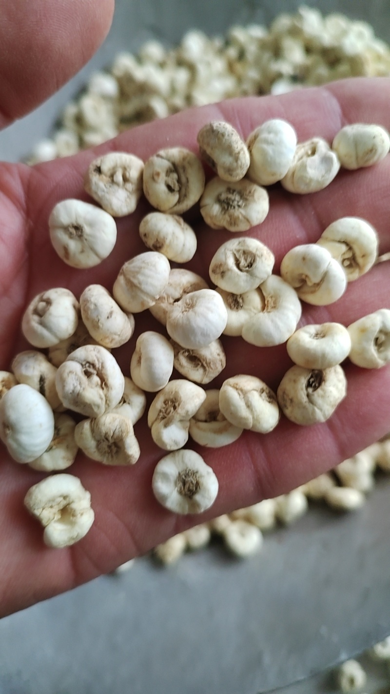 各种贝母规格齐全保质保量欢迎订购