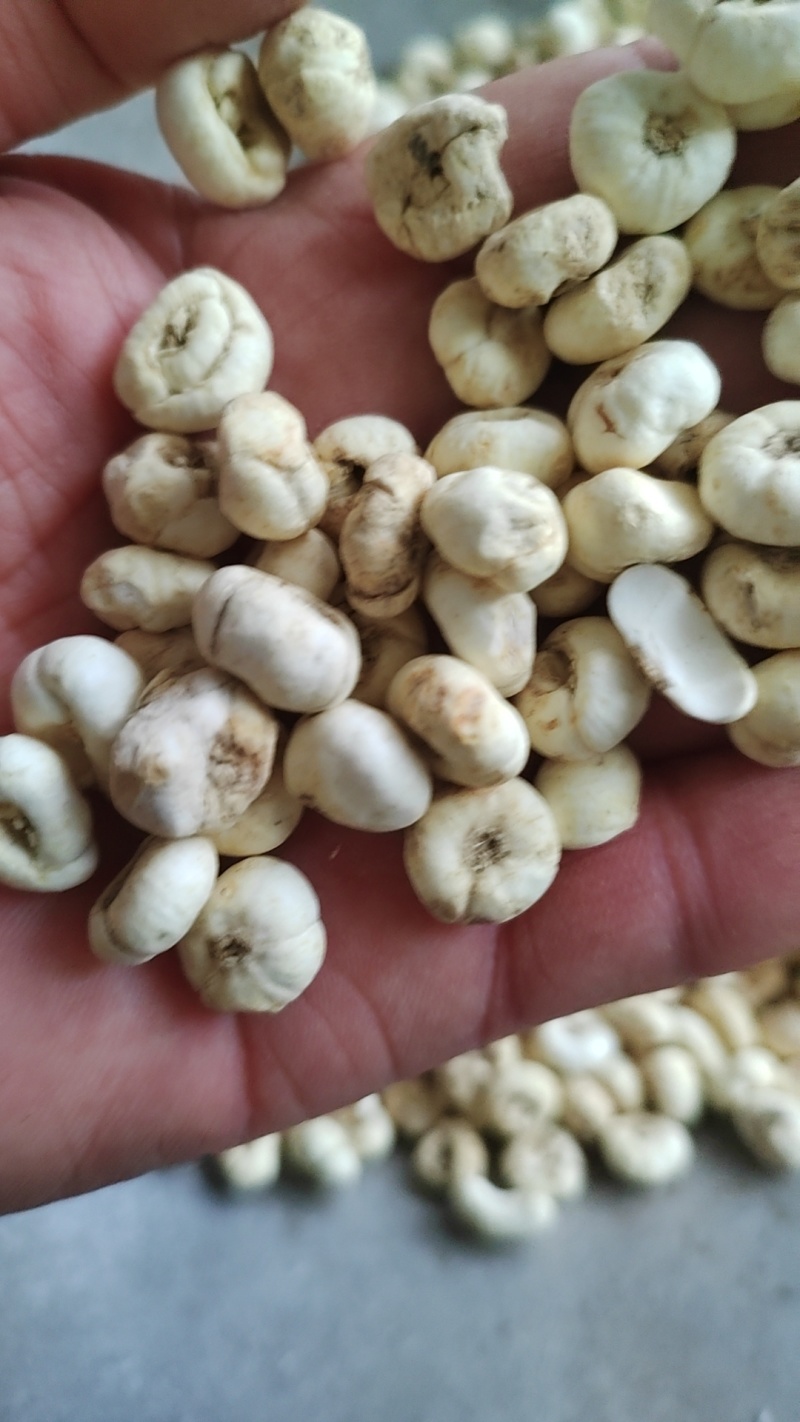 各种贝母规格齐全保质保量欢迎订购