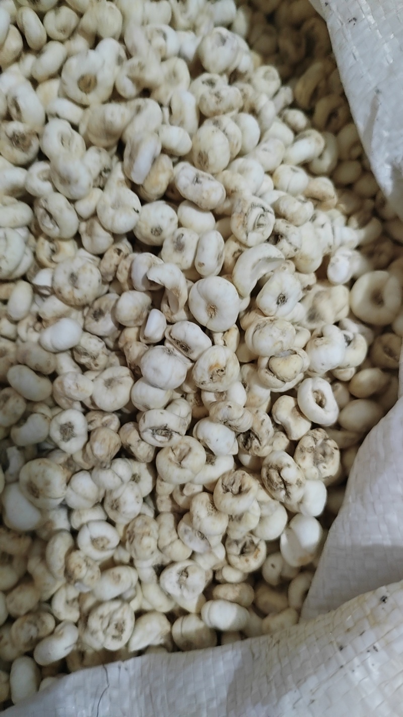 各种贝母规格齐全保质保量欢迎订购