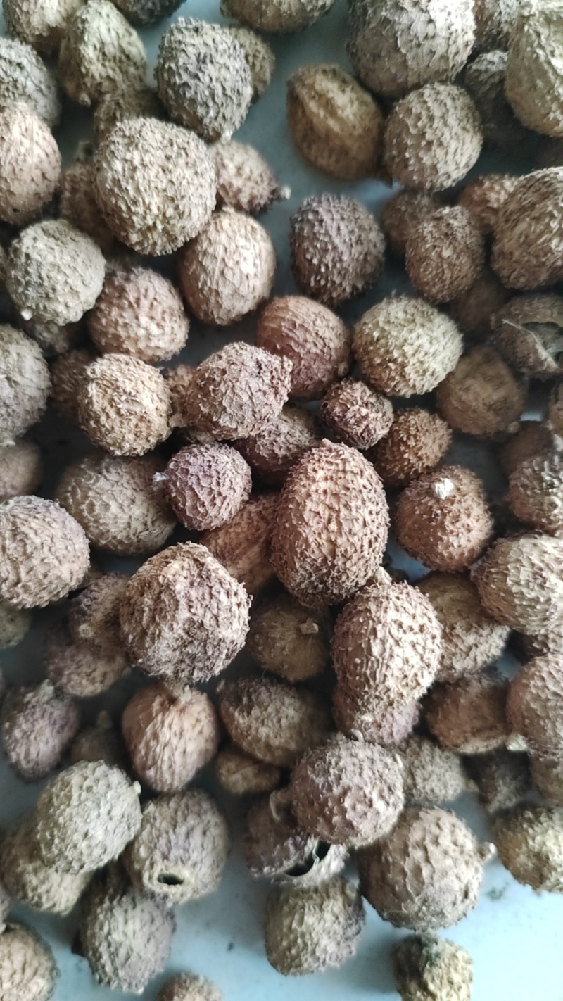 云南阳春砂仁现货量大从优全国发货欢迎打电话订货